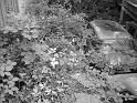 Autofriedhof - 010